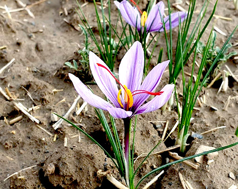 گل زعفران<br/>گل زعفران مزرعه آروما